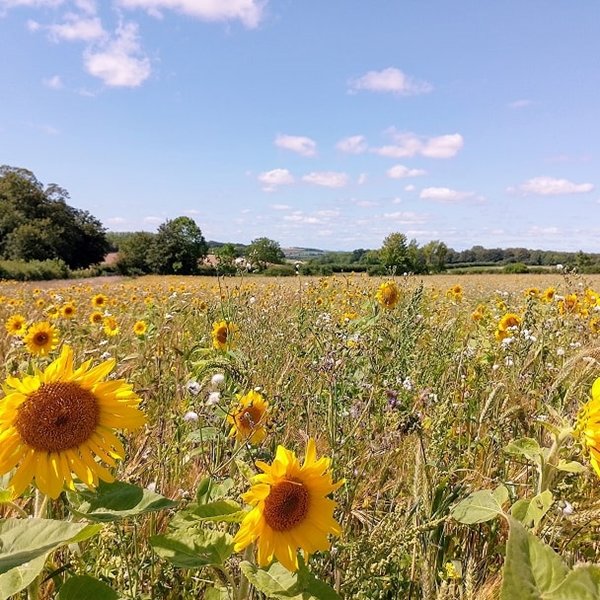Protecting and Restoring Nature